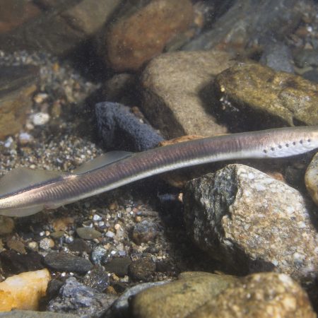upelinė nėgė (Lampetra planeri) (1)