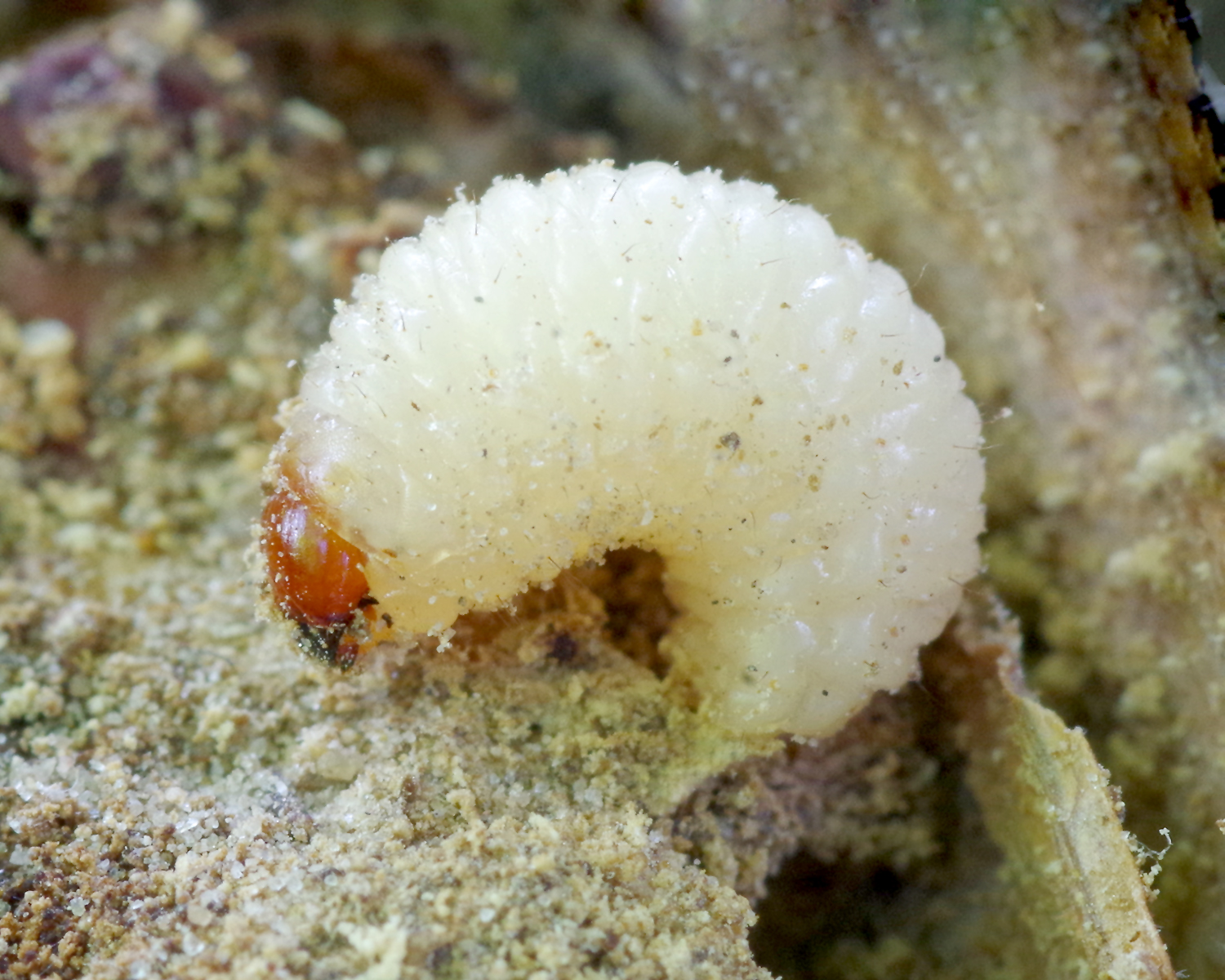 Riešutinio vaisiastraublio (Curculio glandium) lerva. Nuotraukos autorius: Romas Ferenca/Kauno Tado Ivanausko zoologijos muziejus