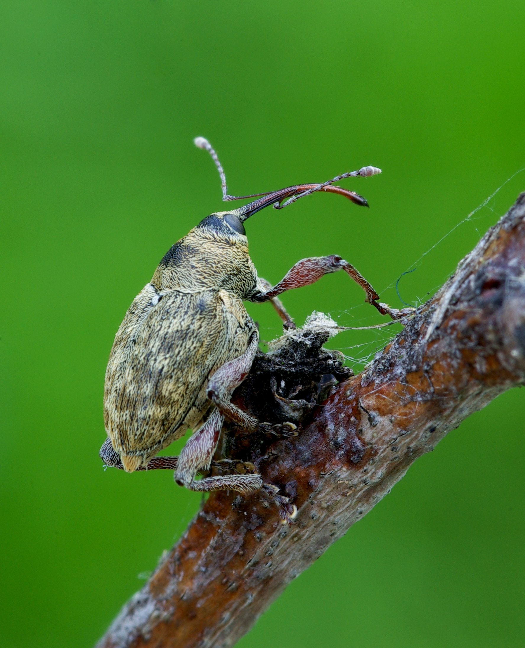 Riešutinis vaisiastraublis (Curculio nucum). Nuotraukos autorius: Romas Ferenca/Kauno Tado Ivanausko zoologijos muziejus